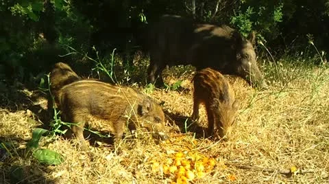 Wild Boars Stock Footage 12368523