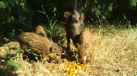 Wild Boars Stock Footage 12368685