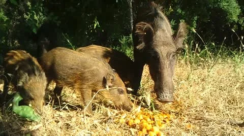 Wild Boars Stock Footage 12368931