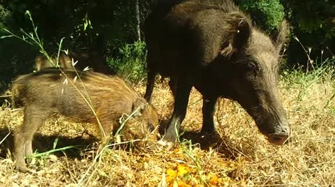 Wild Boars Stock Footage 12369100