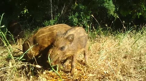Wild Boars Stock Footage