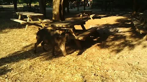 Wild Boars Stock Footage 12369525