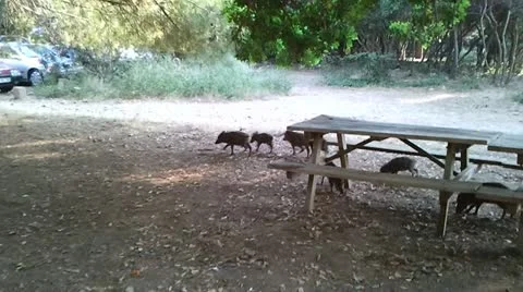 Wild Boars Stock Footage 12369627