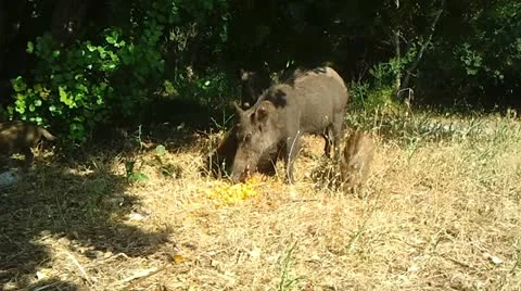 Wild Boars Video stock 12369705