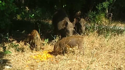 Wild Boars Video stock 12369772