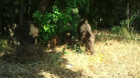 Wild Boars Video stock 12370164