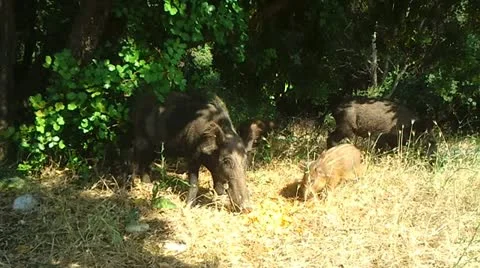 Wild Boars Stock Footage 12370423