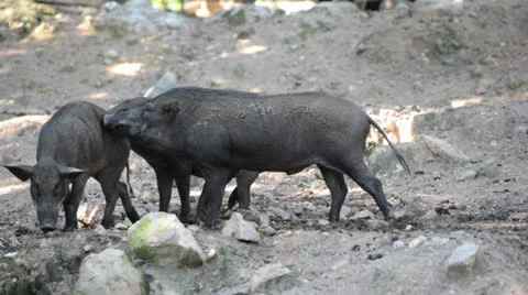 Wild boars Stock Footage 26326998