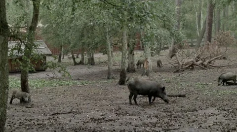 Wild boars Stock Footage 40696612