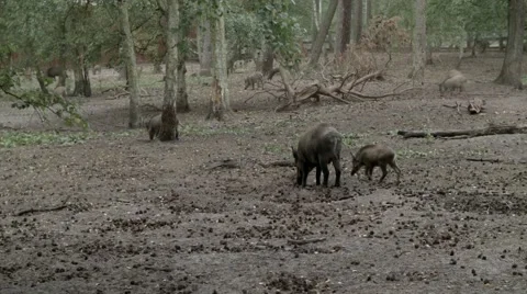 Wild boars Stock Footage 40696642