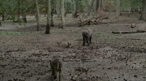 Wild boars Stock Footage 40696729
