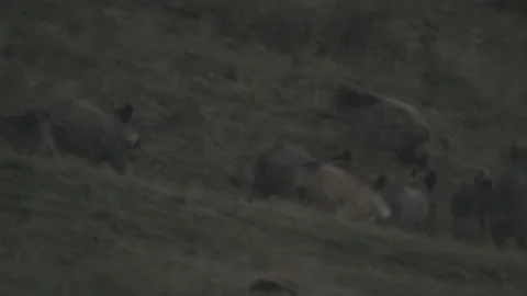 Wild boars Stock Footage 149949768