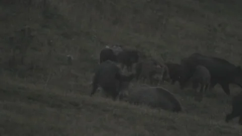 Wild boars Stock Footage 149949777