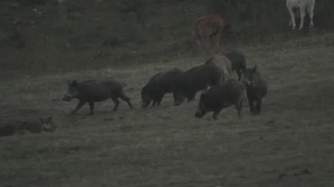 Wild boars Stock Footage 149949879