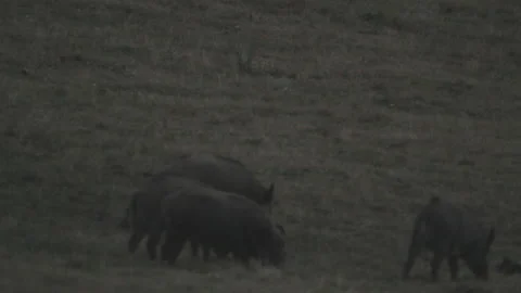 Wild boars Stock Footage 149950054