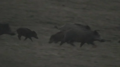 Wild boars Stock Footage 149950141
