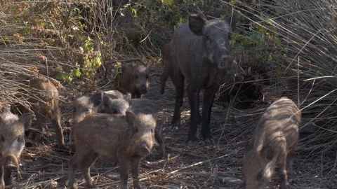 Wild Boars Stock Footage 333035419