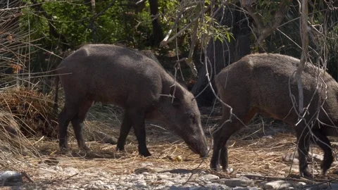 Wild Boars Stock-Footage 333404942