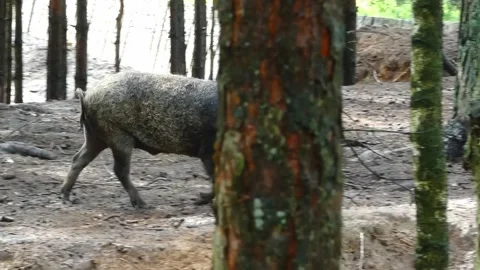 Wild boars forage in forest area while searching for food during the day Stock-Footage 337452644