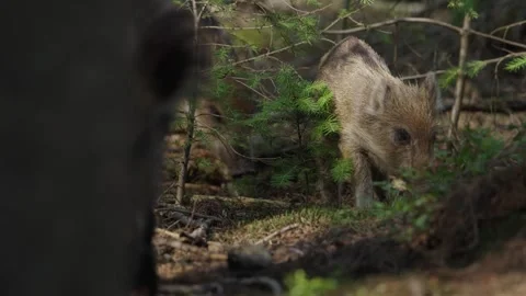 Wild Boars Foraging in a Dense Temperate Forest Undergrowth 库存影片 331108407