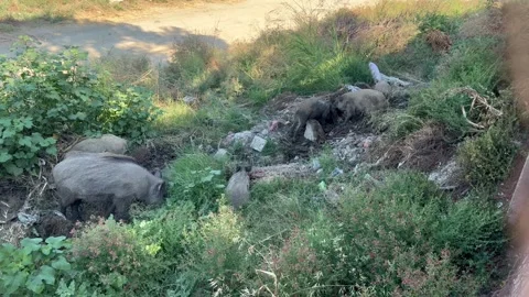 Wild boars foraging in garbage pile near road Stock Footage 313433538