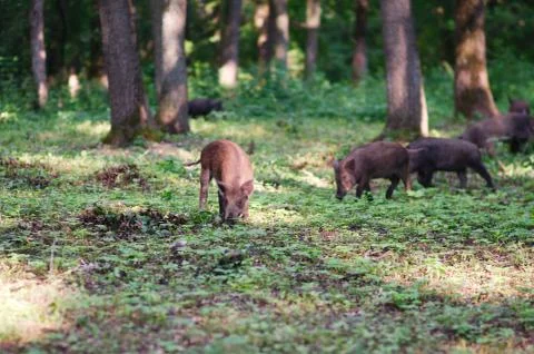 Wild boars in the forest 스톡 사진