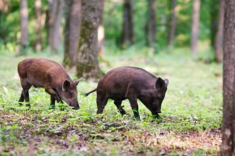 Wild boars in the forest 스톡 사진