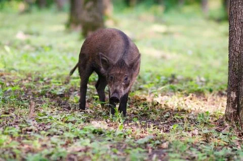 Wild boars in the forest 스톡 사진