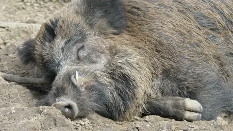 Wild boars in the forest with piglets Stock Footage 231331750