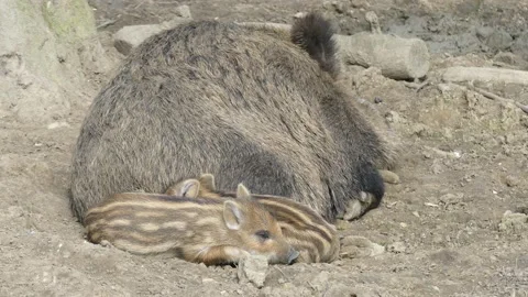 Wild boars in the forest with piglets Stock Footage 231331751