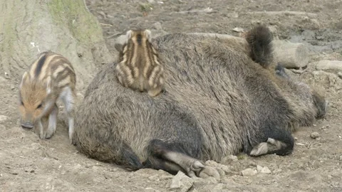 Wild boars in the forest with piglets Stock Footage 231331761
