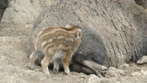 Wild boars in the forest with piglets Stock Footage 231331765