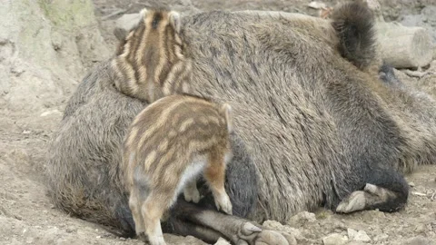 Wild boars in the forest with piglets Stock Footage 231331802