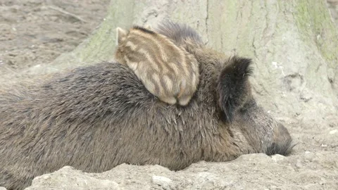 Wild boars in the forest with piglets Stock Footage 231331819
