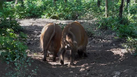 Wild boars in the forest, rides the ground Stock Footage 148622344