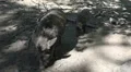 Wild boars frontal under tree shadow at a sunny day HD Footage