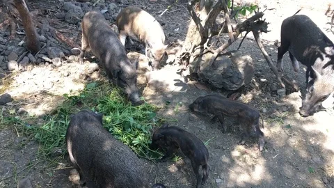 The wild boars in garden Stock Footage 94943503