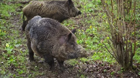Wild boars goes to the woods Stock Footage 79268366