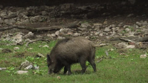 Wild boars graze in a clearing with stones. 4K Video Stock Footage 251909082