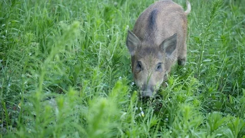 Wild boars graze Stock Footage 81716685