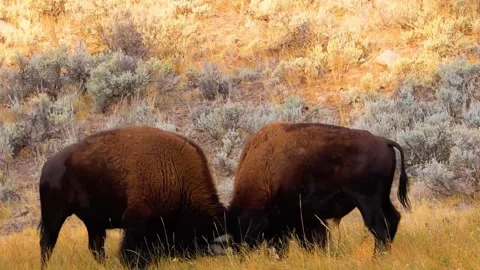 Wild Boars Grazing Stock Footage 323142453
