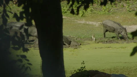 Wild boars in the jungle Stock Footage 233934174