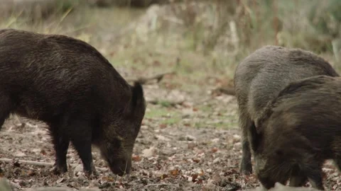 Wild boars look for food between autumn leaves Stock Footage 286135918
