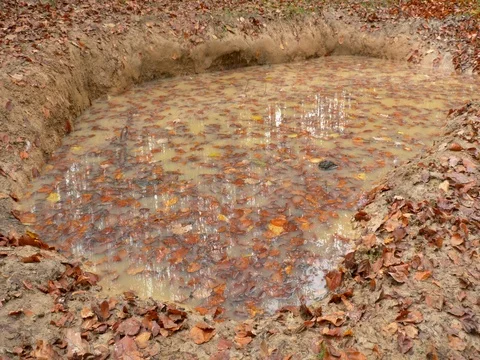 Wild boars' mud wallow in forest Stock-Footage 81841418