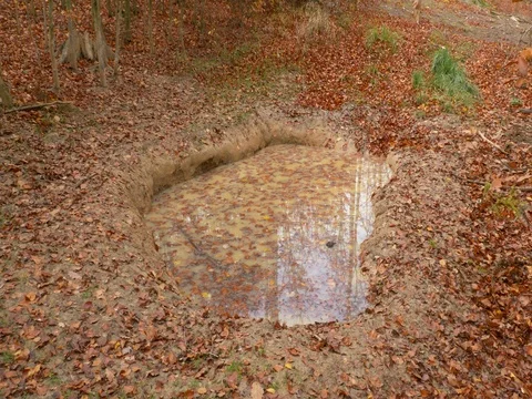 Wild boars' mud wallow in forest Stock Footage 81841588