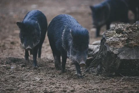 Wild Boars In Natural Habitat Stock Photos