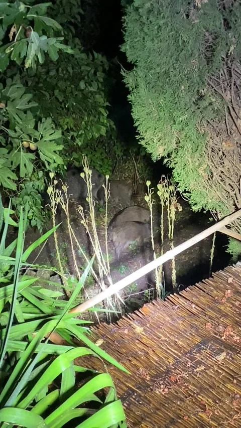 Wild boars at night in Les Cévennes Stock Footage 345224488