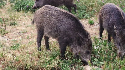 Wild boars or hogs searching or looking for food in the grass Stock Footage 114246395