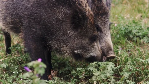 Wild boars or hogs sniffing grass in the country side field Stock Footage 114246496