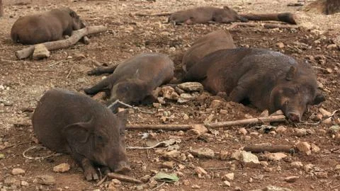 Wild boars or pigs Stock Photos